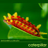 Caterpillar