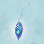 Leishmania sp.