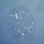 Paramecium sp.