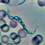 Trypanosoma sp.