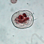 Urocentrum sp.