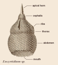 Eucyrtidium morphology