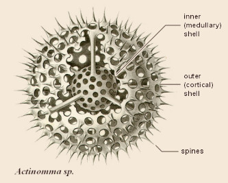 Eucyrtidium morphology