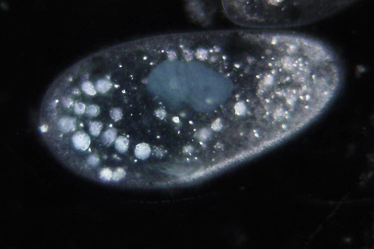 Paramecium