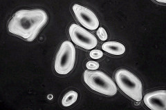 Starch in phase contrast